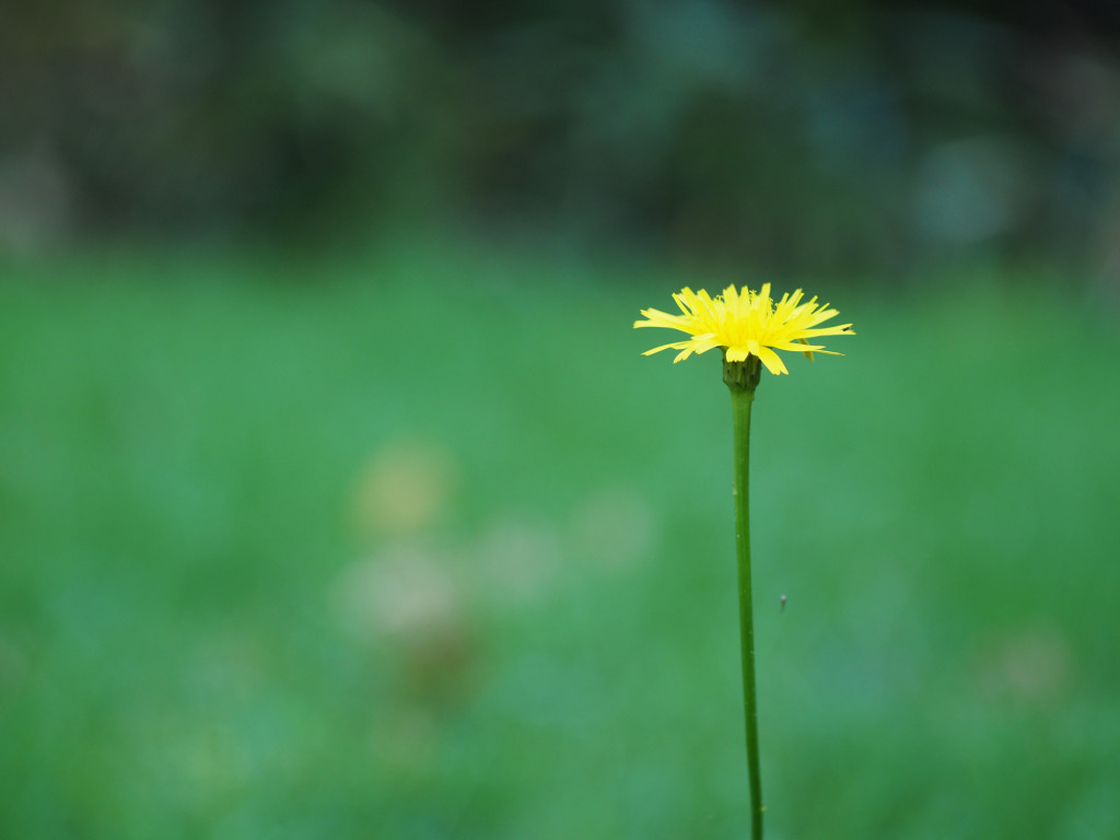 タンポポ【花・自然・無料・写真】