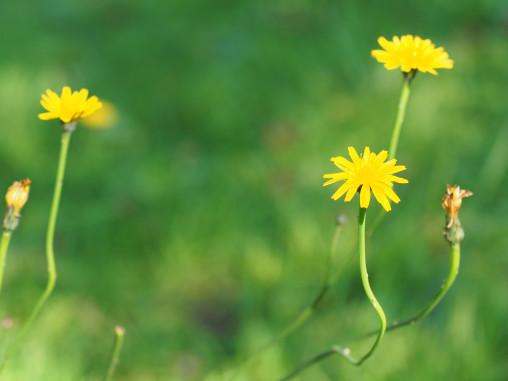 タンポポ【花・自然・無料・写真】